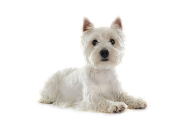 Buy West Highland White Terrier in Singapore